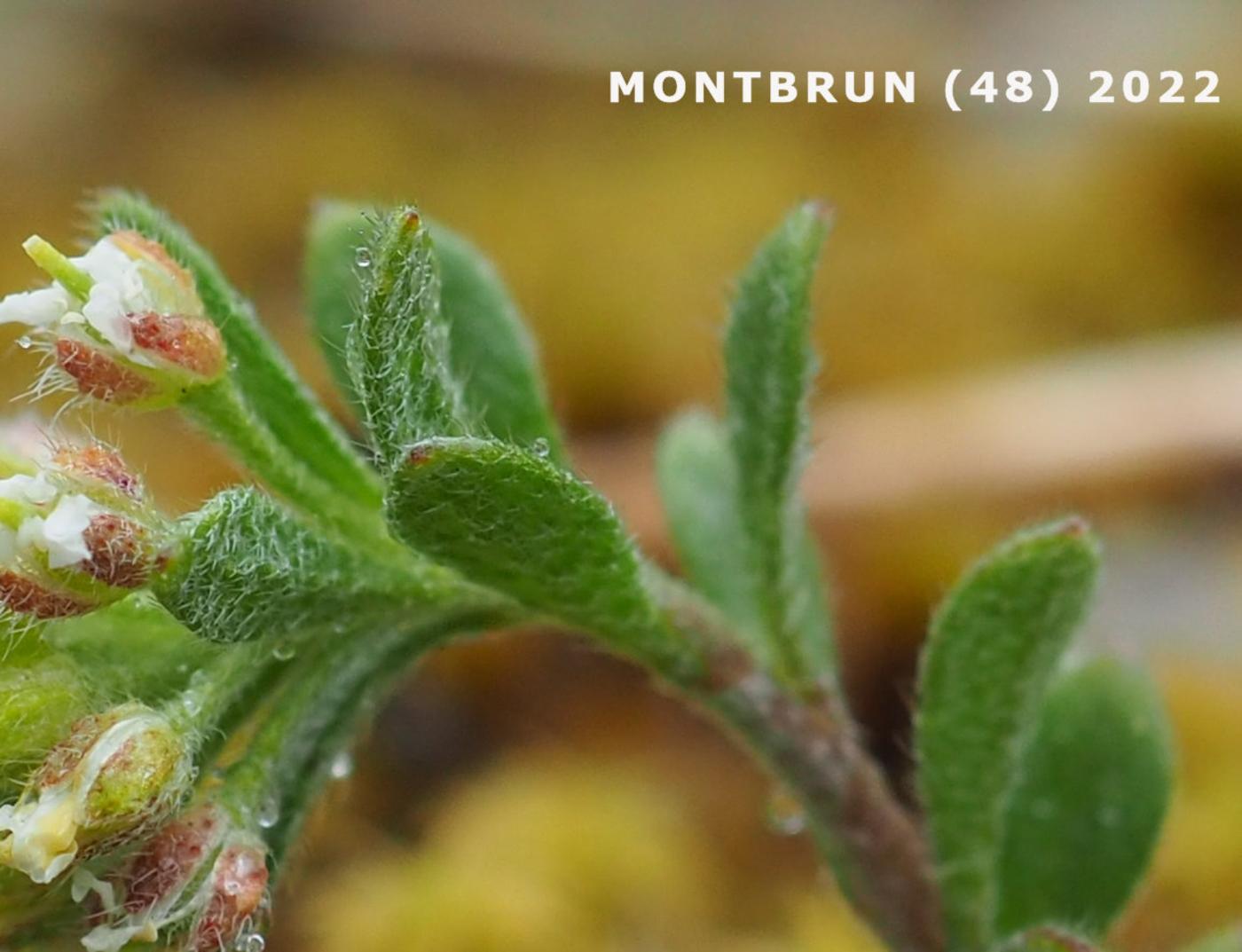 Alyssum, Small yellow leaf